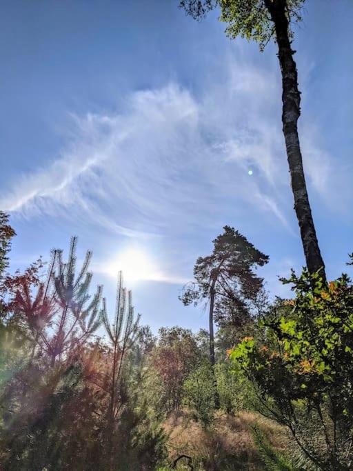 Sfeervol Chaletje In Een Rustige Bosrijke Omgeving Diessen Exteriér fotografie