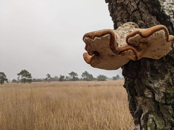 Sfeervol Chaletje In Een Rustige Bosrijke Omgeving Diessen Exteriér fotografie